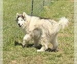 Small #5 Alaskan Malamute