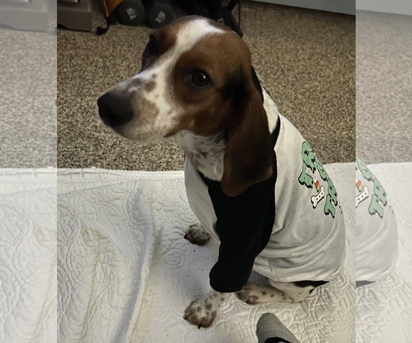 Medium Photo #2 American Staffordshire Terrier-Unknown Mix Puppy For Sale in Oakhurst, NJ, USA