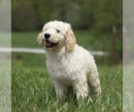 Small Photo #2 Goldendoodle Puppy For Sale in MEMPHIS, MO, USA