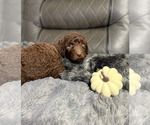 Small #9 Goldendoodle