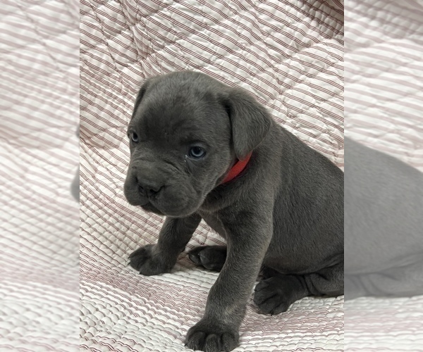 Medium Photo #6 Cane Corso Puppy For Sale in WAGONER, OK, USA