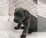 Small Photo #6 Cane Corso Puppy For Sale in WAGONER, OK, USA