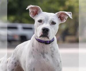 Boxer-Unknown Mix Dogs for adoption in San Diego, CA, USA