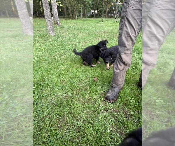 Medium Photo #9 German Shepherd Dog Puppy For Sale in PULASKI, PA, USA