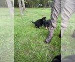 Small #8 German Shepherd Dog