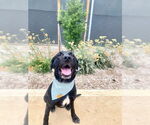 Small #2 Labrador Retriever Mix