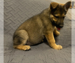 German Shepherd Dog Litter for sale in LOGAN, OH, USA