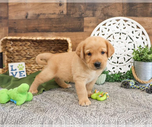 Medium Photo #2 Labrador Retriever Puppy For Sale in SYRACUSE, IN, USA