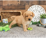 Small #1 Labrador Retriever