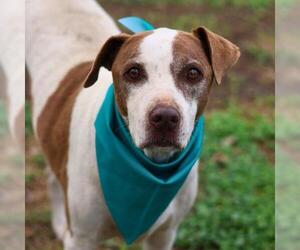 American Staffordshire Terrier Dogs for adoption in San Antonio, TX, USA