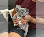 Small #3 French Bulldog