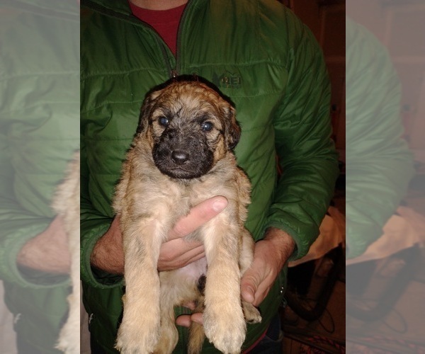 Medium Photo #11 Shepadoodle Puppy For Sale in FOUNTAIN, CO, USA