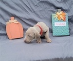 Small Photo #39 Weimaraner Puppy For Sale in NEWCASTLE, OK, USA