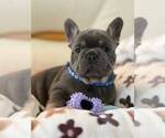 Small #1 French Bulldog