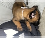 Small Photo #211 Belgian Malinois Puppy For Sale in REESEVILLE, WI, USA