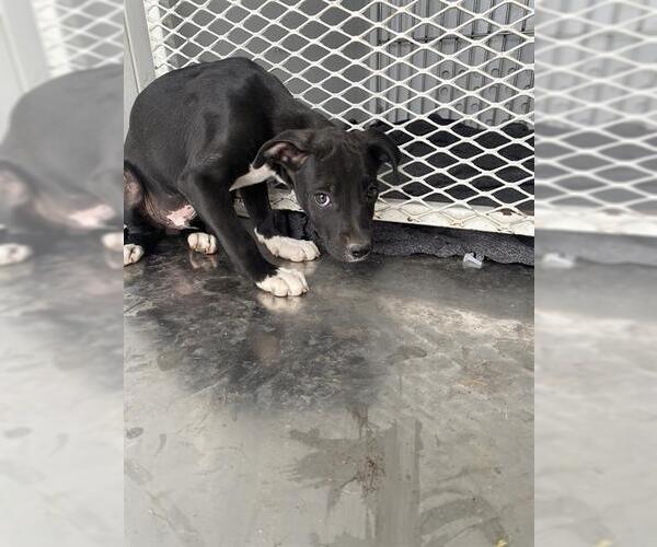 Medium Photo #1 Labrador Retriever Puppy For Sale in Bakersfield, CA, USA