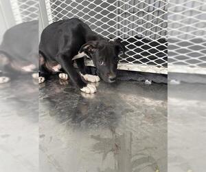 Labrador Retriever Dogs for adoption in Bakersfield, CA, USA