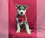 Small #2 Siberian Husky