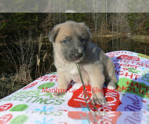 Medium Photo #5 German Shepherd Dog Puppy For Sale in PIEDMONT, MO, USA