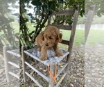 Small Photo #6 Golden Retriever-Poodle (Toy) Mix Puppy For Sale in LITHIA, FL, USA