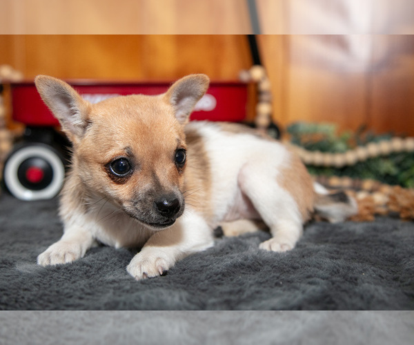 Medium Photo #16 Chihuahua Puppy For Sale in GENEVA, IN, USA