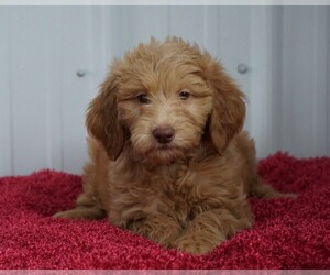 Goldendoodle-Poodle (Standard) Mix Puppy for sale in FREDERICKSBG, OH, USA