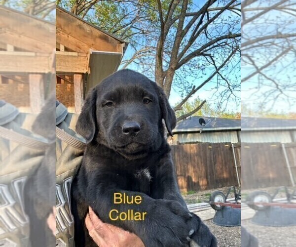Medium Photo #1 Labrador Retriever Puppy For Sale in ENNIS, TX, USA