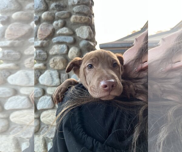Medium Photo #22 Chinese Shar-Pei-Labrador Retriever Mix Puppy For Sale in Dana Point, CA, USA