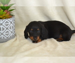 Small #5 Dachshund