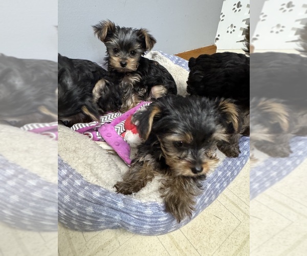 Medium Photo #4 Yorkshire Terrier Puppy For Sale in CHIPPEWA FALLS, WI, USA