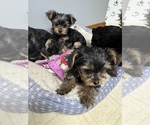 Litter of 4 - Male(s) and Female(s) Yorkshire TerrierLitter of Puppies for Sale - Photo #4