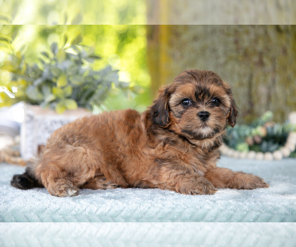 Medium Photo #20 Poodle (Miniature)-ShihPoo Mix Puppy For Sale in SHILOH, OH, USA