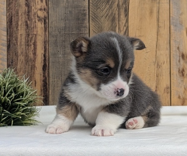 Medium Photo #3 Pembroke Welsh Corgi Puppy For Sale in GOSHEN, IN, USA