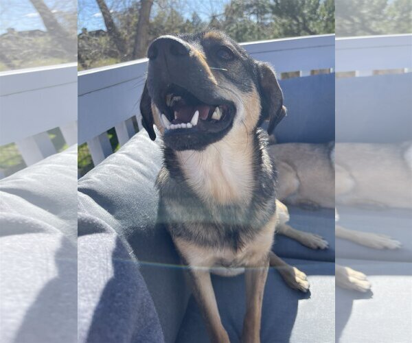 Medium Photo #3 Keeshond-Unknown Mix Puppy For Sale in Littleton, CO, USA