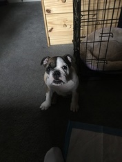 English Bulldogge Puppy for sale in BROCKTON, MA, USA