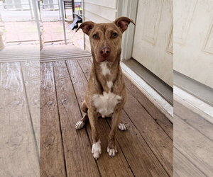 Mutt Dogs for adoption in Eastman, GA, USA