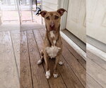 Small Mutt