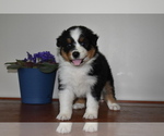 Small Photo #1 Australian Shepherd Puppy For Sale in MIFFLINBURG, PA, USA