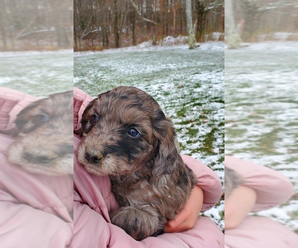 Medium Photo #1 Cattle Doodle Puppy For Sale in ATHENS TOWNSHIP, PA, USA