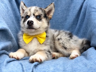 Pomsky Puppy for sale in EAST EARL, PA, USA