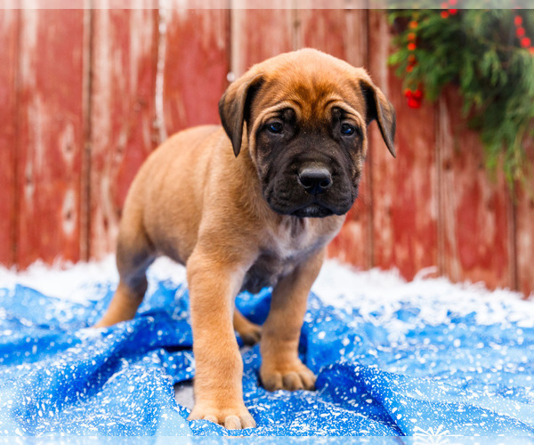 Medium Photo #39 Mastiff Puppy For Sale in WAKARUSA, IN, USA