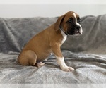 Small #5 Boxer