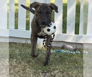 Jekyll - Male Plott Hound Dog for Adoption - Photo #7