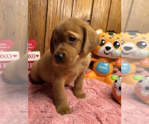 Labrador Retriever Puppy for sale in NEOLA, WV, USA