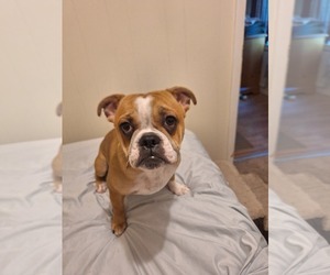 Boston Terrier-English Bulldog Mix Puppy for sale in NEW KENSINGTON, PA, USA