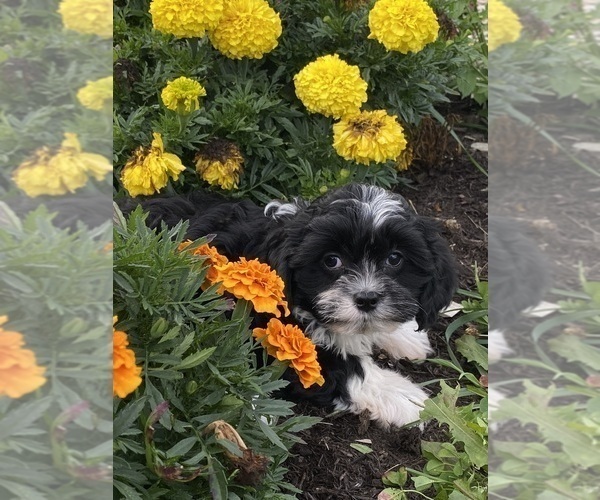 Medium Photo #3 Cavanese Puppy For Sale in CANOGA, NY, USA