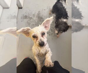 Mutt Dogs for adoption in Studio City, CA, USA