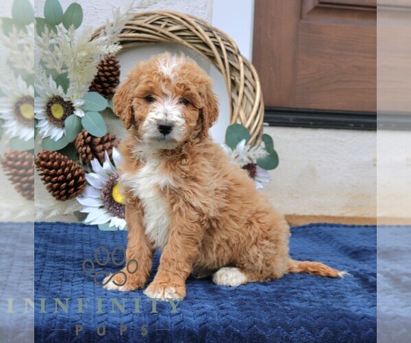 Medium Photo #3 Goldendoodle (Miniature) Puppy For Sale in NARVON, PA, USA
