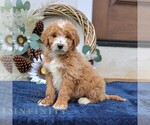 Small #2 Goldendoodle (Miniature)