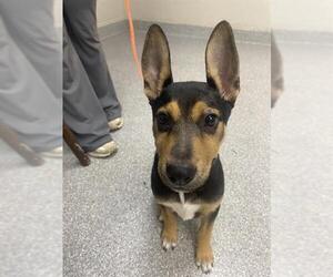 German Shepherd Dog Dogs for adoption in Pasadena, TX, USA